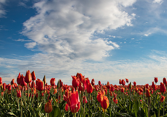 Wooden Shoe Tulip Farm Oregon April 2022-9236