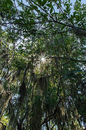 Lettuce Lake Florida May 2022-1792