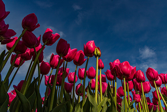Wooden Shoe Tulip Farm Oregon April 2022-9266