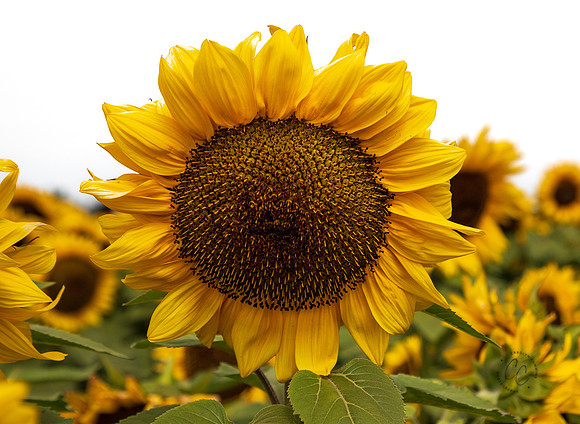 Carlsbad Flower Fields 2022-0444