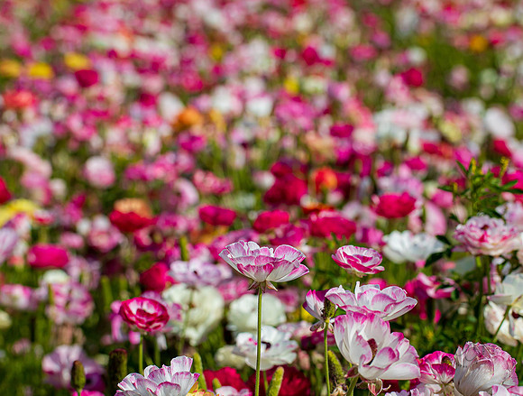 Carlsbad Flower Fields May 2022-0240