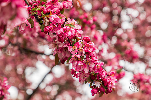 Cherry Blossom Trees in VA April 2022-9074