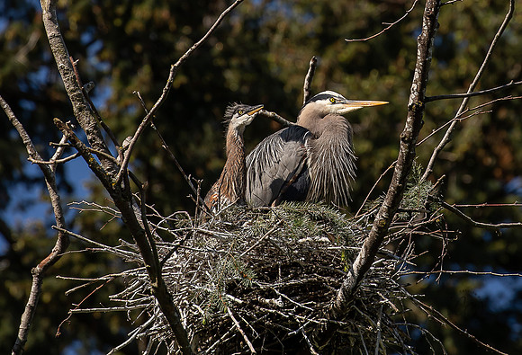 Herons at Post Point May 2022-1565