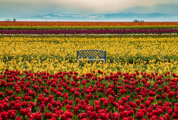 Wooden Shoe Tulip Farm Oregon April 2022-9205