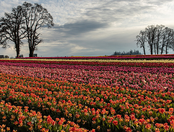 Wooden Shoe Tulip Farm Oregon April 2022-9171