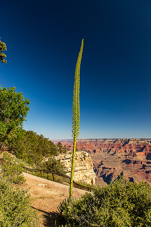Grand Canyon South Rim Trail June 2024-1459