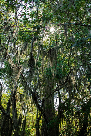 Lettuce Lake Florida May 2022-1791