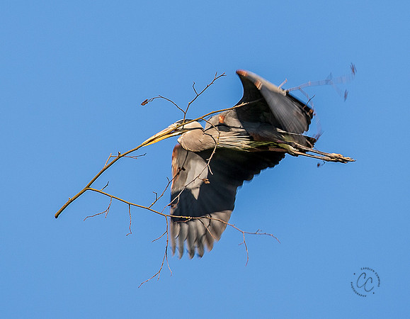 Herons at Post Point May 2022-1265