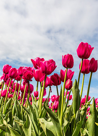 Wooden Shoe Tulip Farm Oregon April 2022-9395