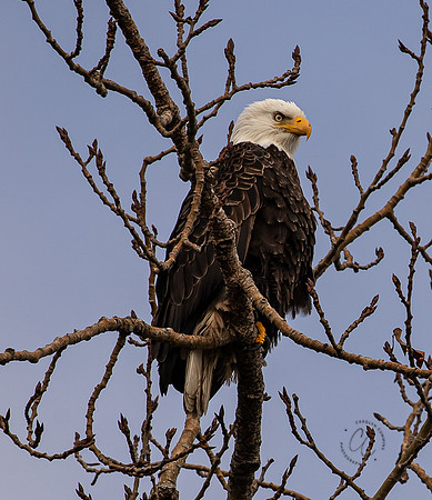 Eagles on Lummi Shore Jan 2022-7713