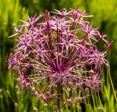 Tenant Lake flowers June 2022-2891