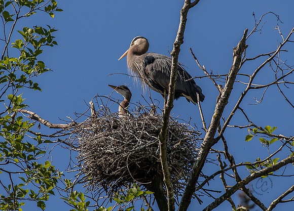 Herons at Post Point May 2022-1559