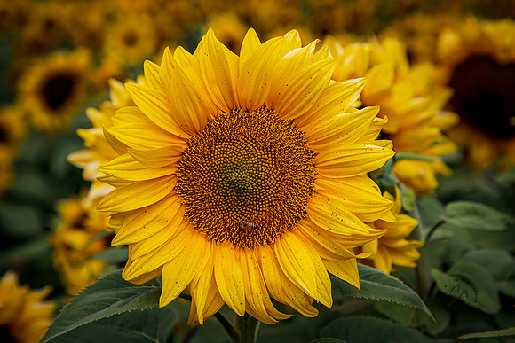 Carlsbad Flower Fields 2022-0404