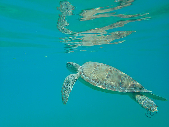 St. John Sea Life-4150022