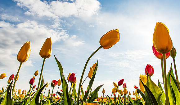Wooden Shoe Tulip Farm Oregon April 2022-9247