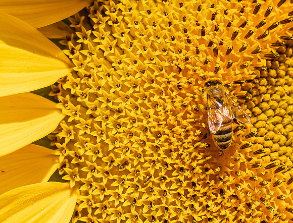Sunflowers Terra Verde Farm Aug 2022-3791