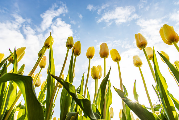 Wooden Shoe Tulip Farm Oregon April 2022-9290