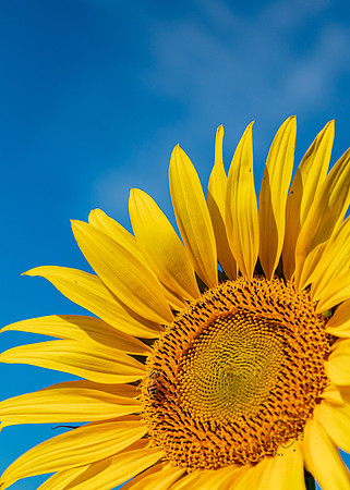 Sunflowers Terra Verde Farm Aug 2022-3773