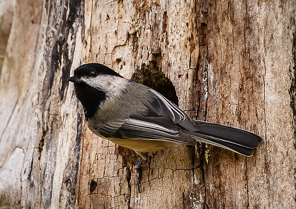 Chickadee 2022-8742