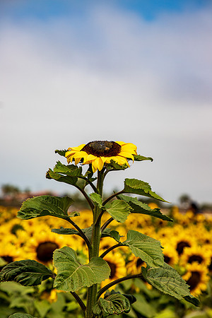 Carlsbad Flower Fields 2022-0435