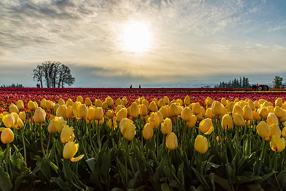 Wooden Shoe Tulip Farm Oregon April 2022-9160