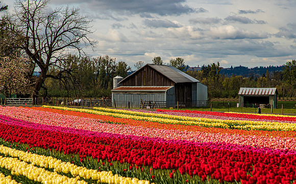 Wooden Shoe Tulip Farm Oregon April 2022-9402