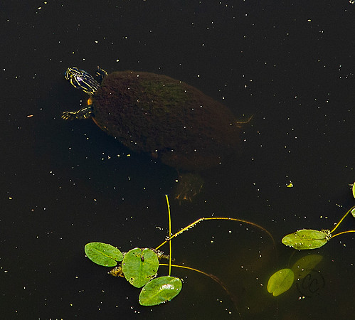Lettuce Lake Florida May 2022-1762