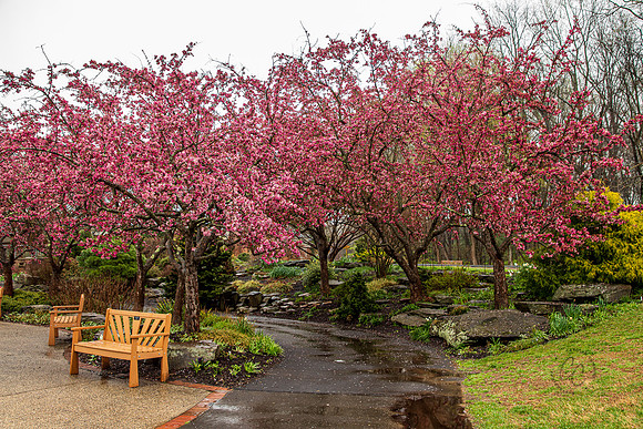 Cherry Blossom Trees in VA April 2022-9065