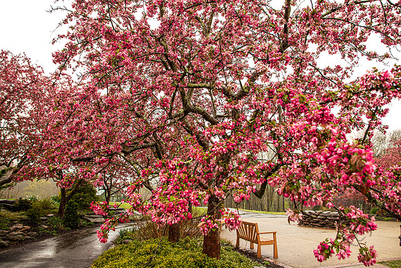 Cherry Blossom Trees in VA April 2022-9080