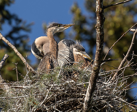 Herons at Post Point May 2022-1456