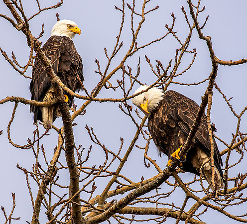 Eagles on Lummi Shore Jan 2022-7725