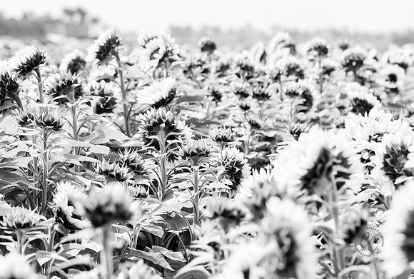 Carlsbad Flower Fields 2022-0483