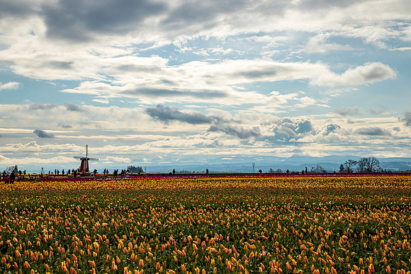 Wooden Shoe Tulip Farm Oregon April 2022-9338