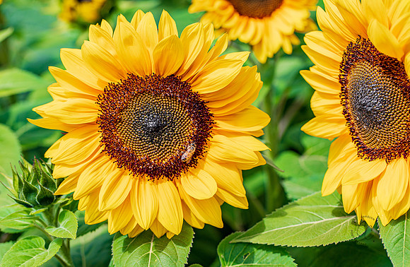 Carlsbad Flower Fields 2022-0487