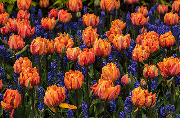 Roozengaarde Tulips April 2022-9885