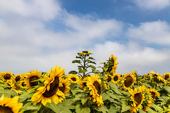 Carlsbad Flower Fields 2022-0438