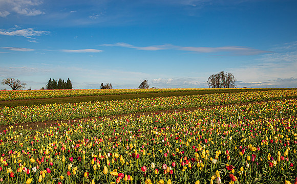 Wooden Shoe Tulip Farm Oregon April 2022-9257