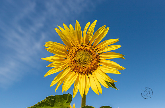 Sunflowers Terra Verde Farm Aug 2022-3784