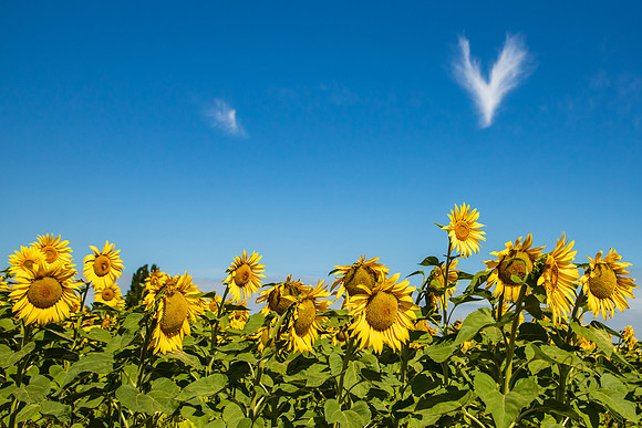 Sunflowers Terra Verde Farm Aug 2022-3851