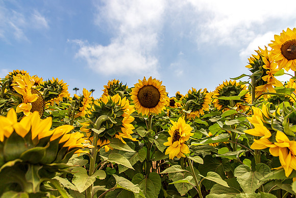 Carlsbad Flower Fields 2022-0446