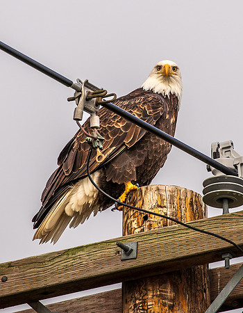 Eagles on Lummi Shore Jan 2022-7684