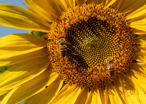 Sunflowers Terra Verde Farm Aug 2022-3843