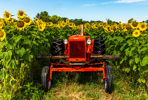Sunflowers Terra Verde Farm Aug 2022-3764