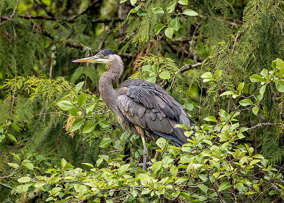 Heron at Whatcom Falls Park May 2022-0758