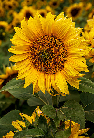 Carlsbad Flower Fields 2022-0407