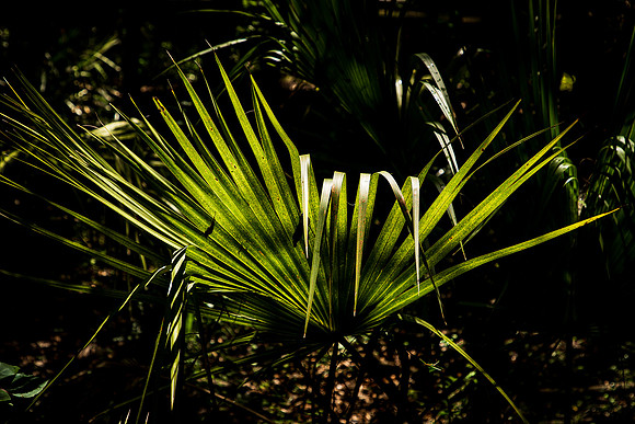 Lettuce Lake Florida May 2022-1806