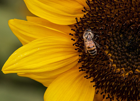 Carlsbad Flower Fields 2022-0433