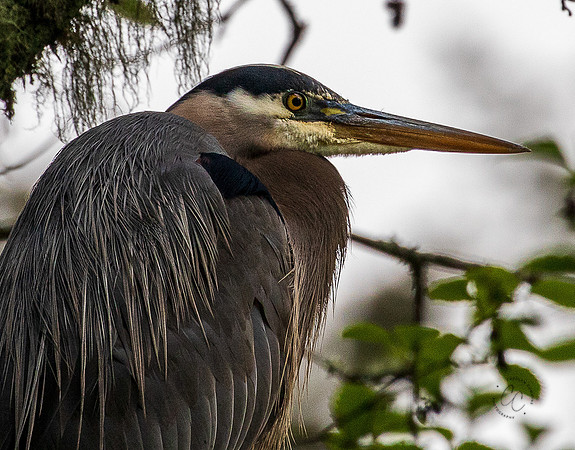 Heron at Whatcom Falls Park May 2022-0705