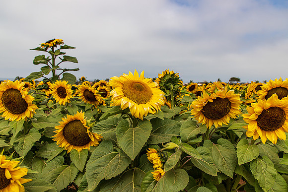 Carlsbad Flower Fields 2022-0442