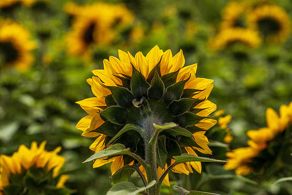 Carlsbad Flower Fields 2022-0474